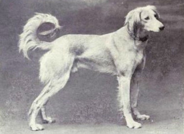 dogs_have_evolved_01