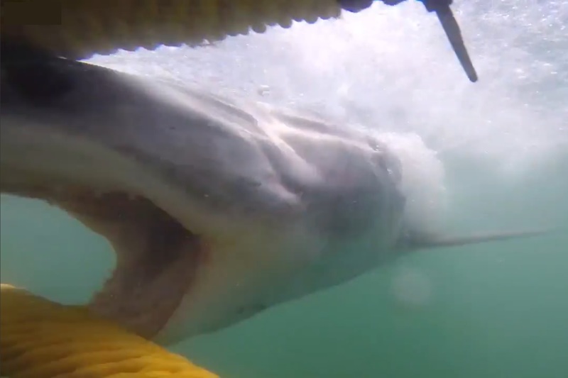 NTyXzxRZ8SbUVfW1447033091