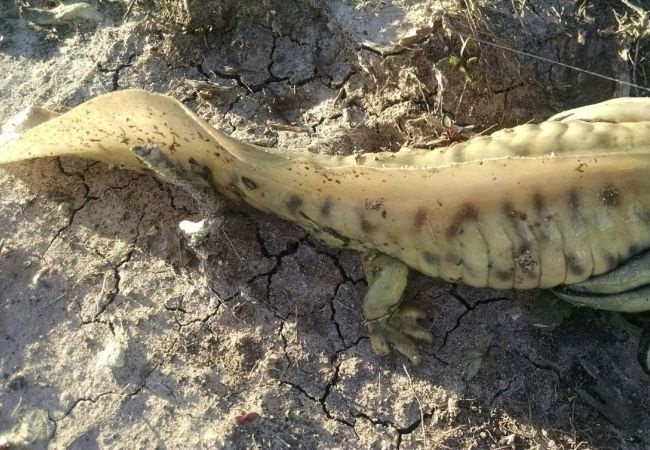 アメリカの海で正体不明の奇形生物が捕獲される
