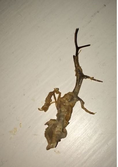 hvostataja-tvar-v-fast-fude_02