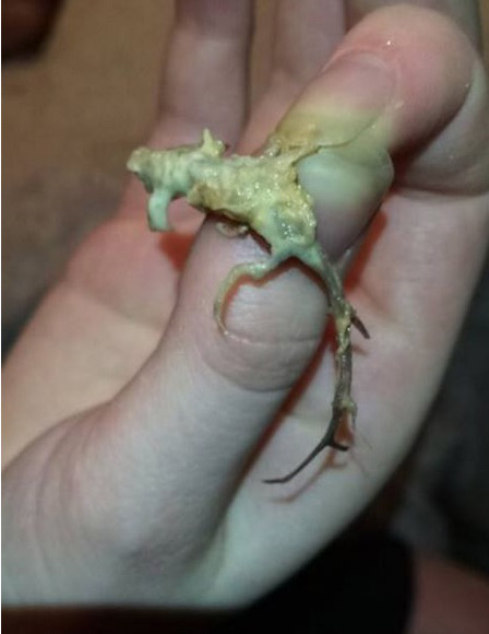 hvostataja-tvar-v-fast-fude_03