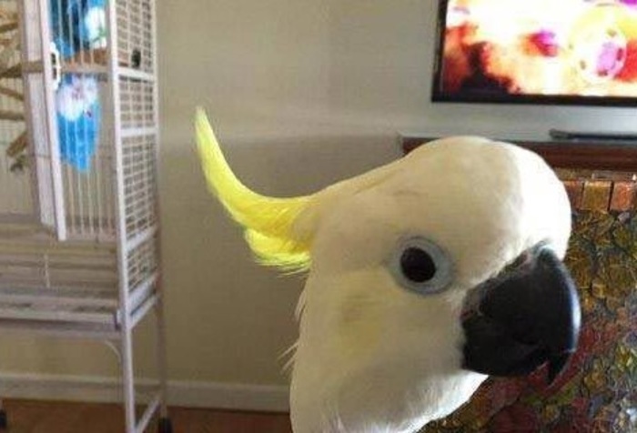 【閲覧注意】鳥がうつ病になったらこうなる・・・