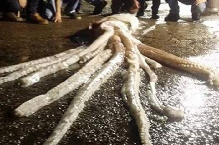 １０ｍのダイオウイカ、ついに捕獲される