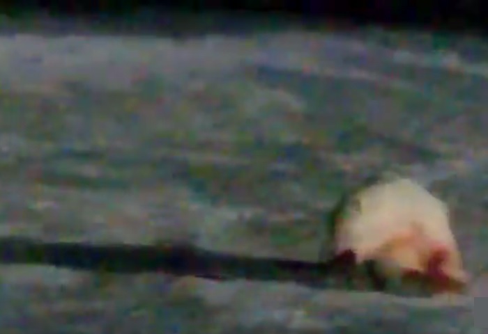 IT2HSFwnQnY8Dt81450938655