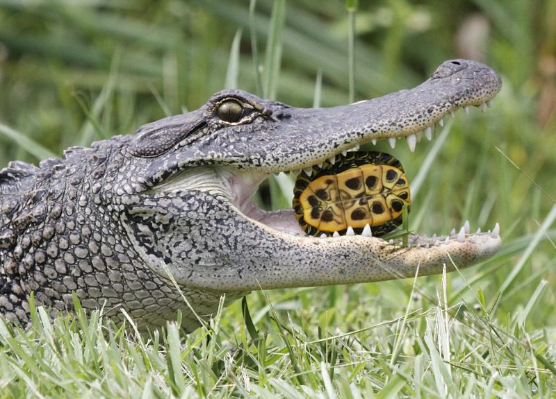 alligator-obedaet_03