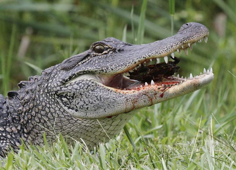 alligator-obedaet_05