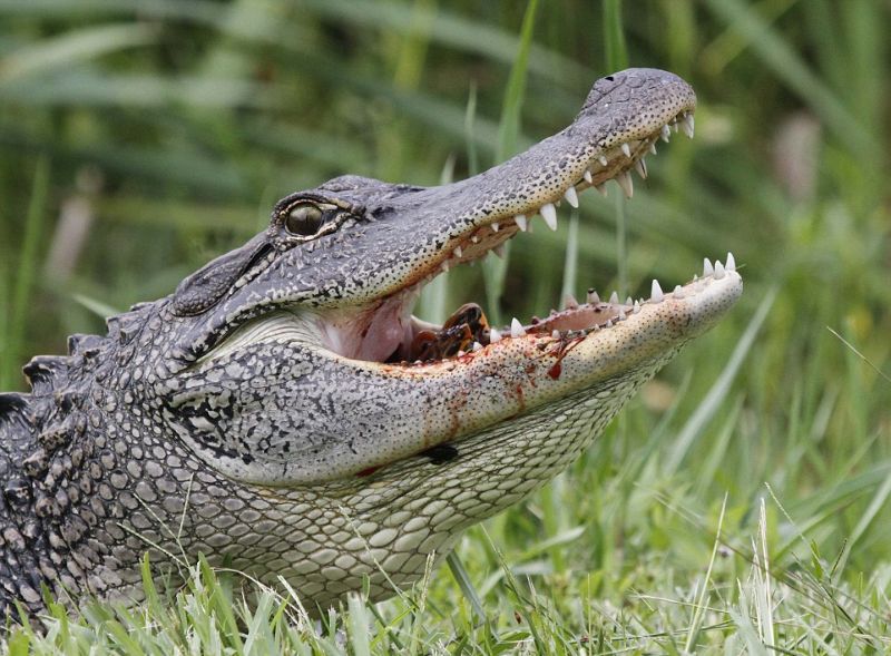 alligator-obedaet_06