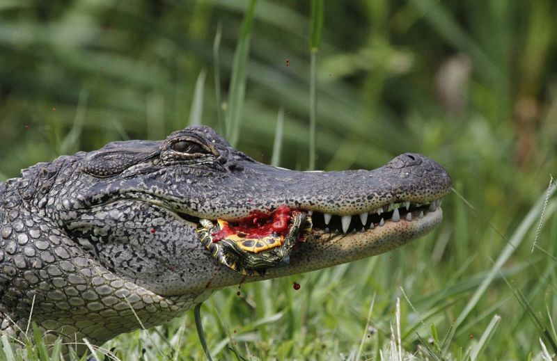 alligator-obedaet_07