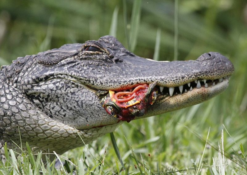 alligator-obedaet_08