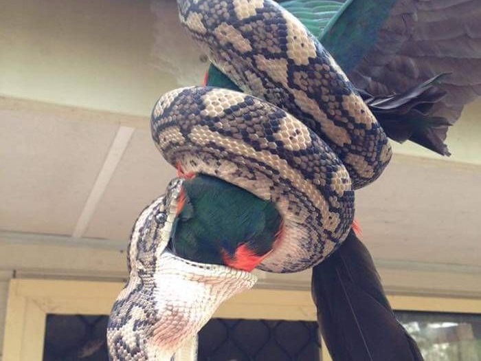 fCepnf66h52nYvf1450236568