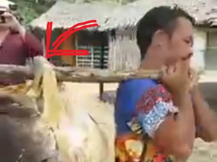 ブラジルでマジで化け物みたいな魚が捕まってる（動画）