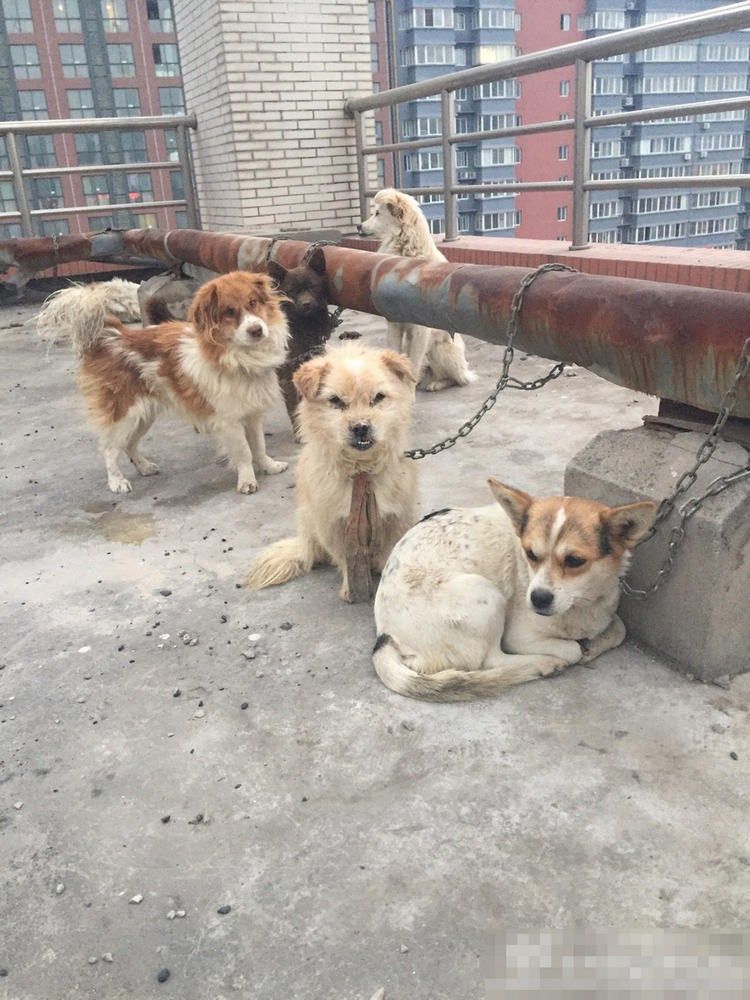 sobaki-posle-medicinskih-jeksperimentov_02