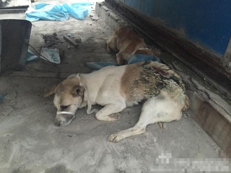 sobaki-posle-medicinskih-jeksperimentov_04