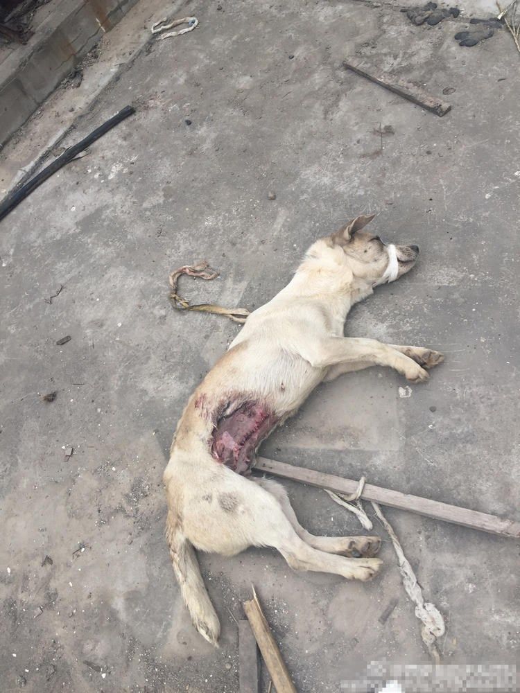 sobaki-posle-medicinskih-jeksperimentov_06