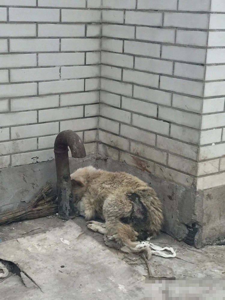 sobaki-posle-medicinskih-jeksperimentov_07