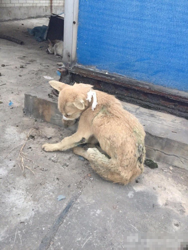 sobaki-posle-medicinskih-jeksperimentov_08