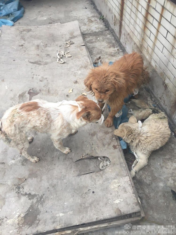 sobaki-posle-medicinskih-jeksperimentov_10