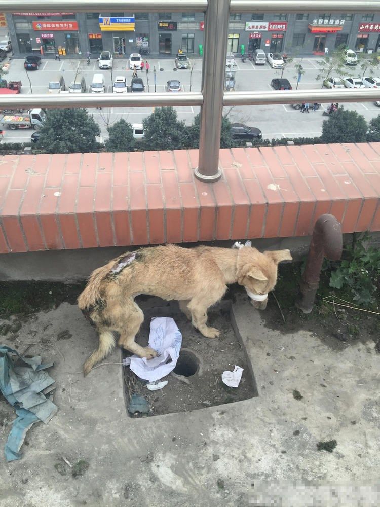 sobaki-posle-medicinskih-jeksperimentov_11