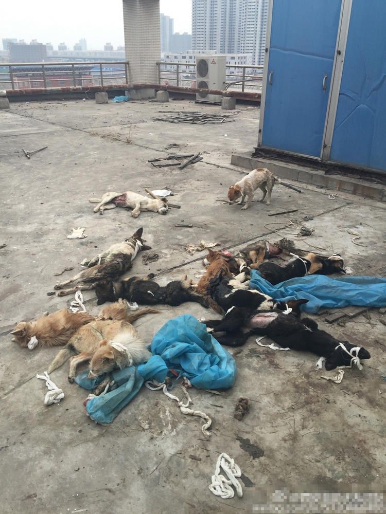 sobaki-posle-medicinskih-jeksperimentov_12