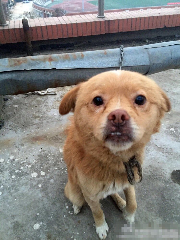 sobaki-posle-medicinskih-jeksperimentov_13