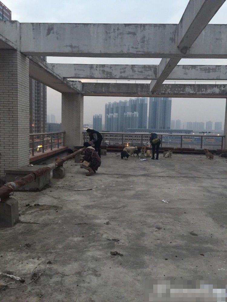 sobaki-posle-medicinskih-jeksperimentov_15