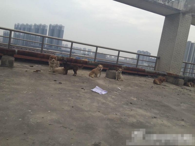 sobaki-posle-medicinskih-jeksperimentov_16