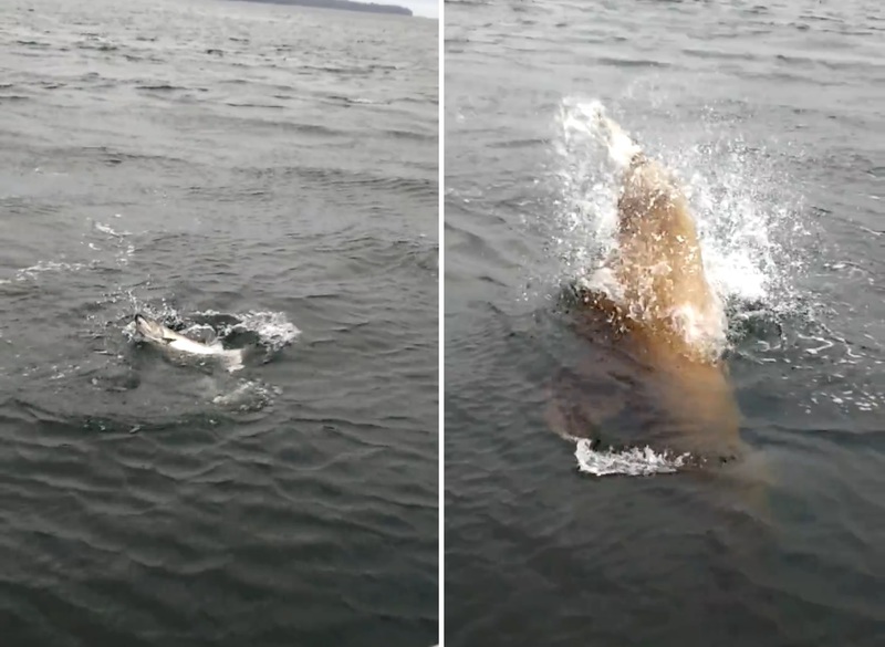 d1PmS4tVUioqGBq1451789784