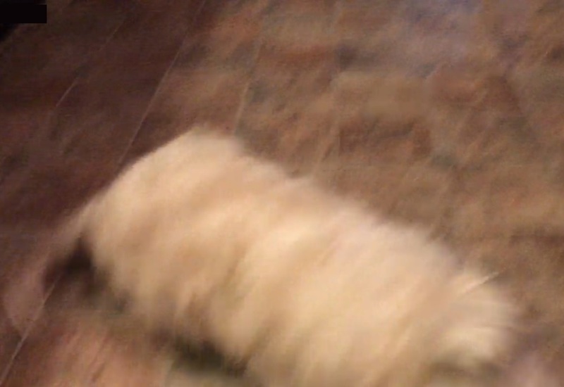 これはヤバい。犬がマリファナ（大麻）を食べたらこうなる