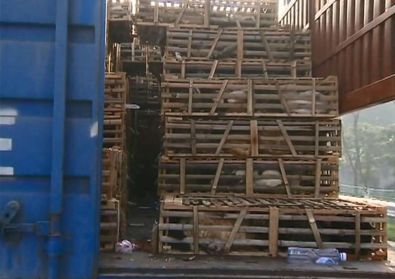 中国のレストランに送られようとしていた2000匹の生物をご覧ください・・・
