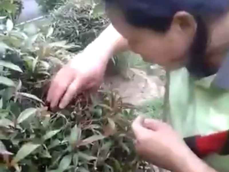 rmFmyW4DiWcokGV1454311888