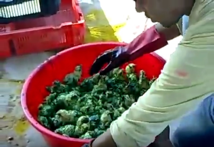 6lkjiU6SEtoYQt71459048023