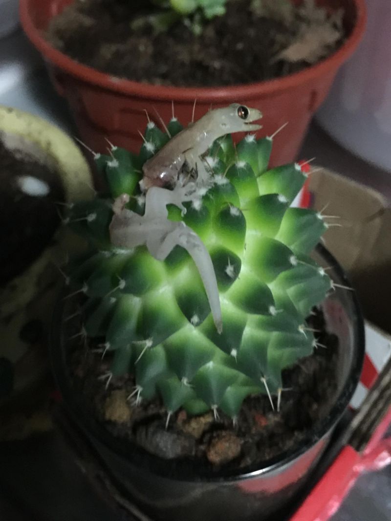 jashherica-protiv-kaktusa_01