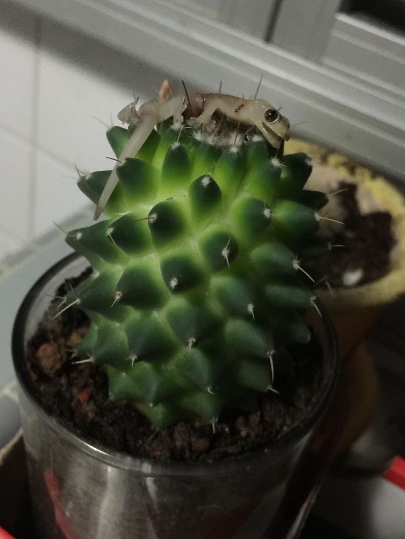 jashherica-protiv-kaktusa_02