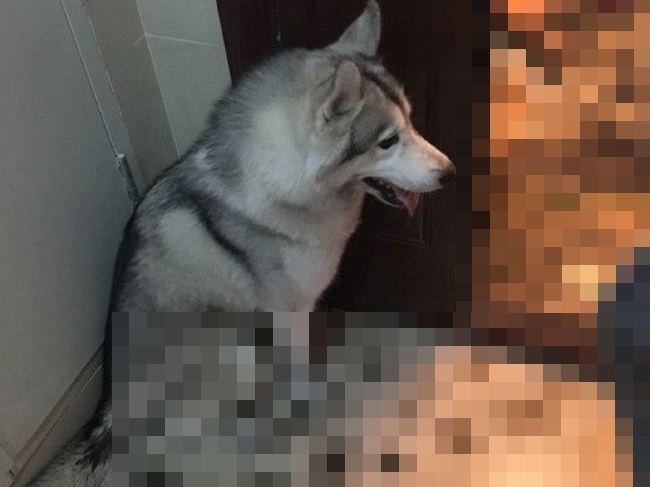 外出して3時間…家に帰ったら犬が「とんでもない事」してた