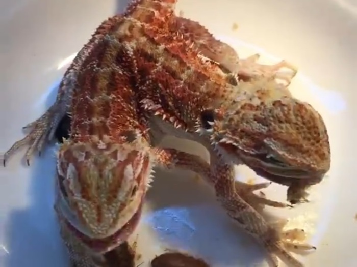 貴重な動画。頭が2つあるトカゲにエサを食べさせてみた