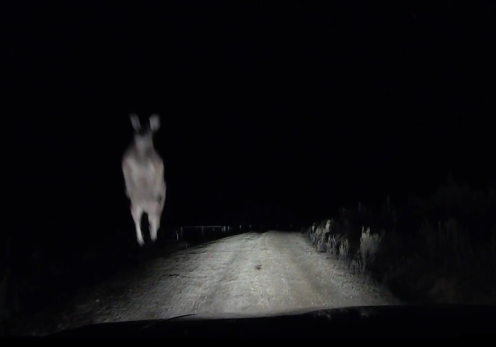 オーストラリアで夜中、「とある生き物」が車に襲い掛かってくる恐ろしいビデオ