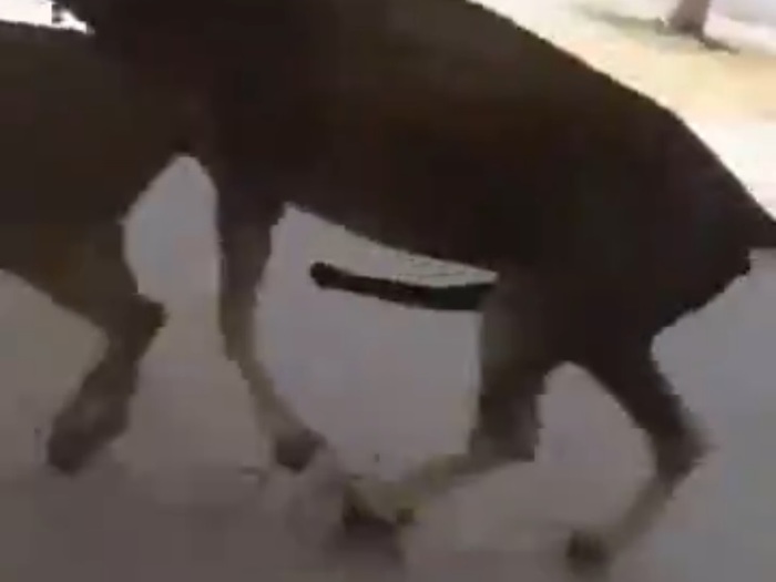 動物のレ●プ、これは凄い（動画）