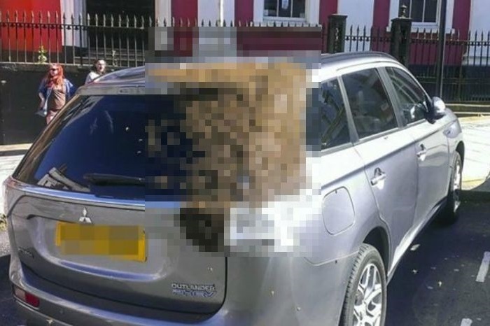 【画像】車の中にたった1匹の「女王バチ」が入った結果・・・