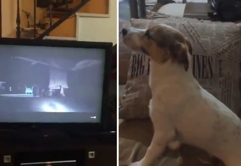 人間と一緒！ ホラー映画を見ている犬のリアクションが「可愛すぎる」と話題に