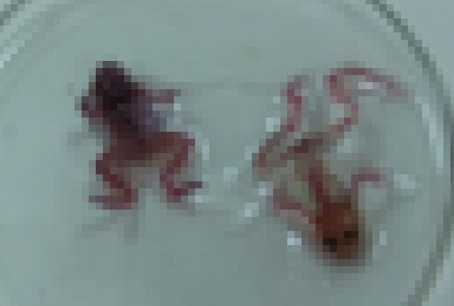 放棄された工場の近くで見つかったカエル、”何かがおかしい” …（画像）