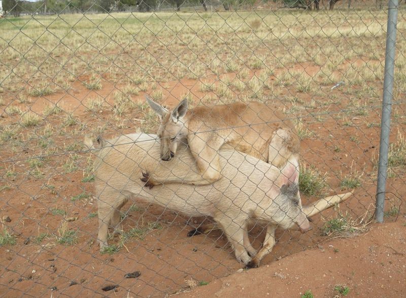 kenguru-i-svinja_06