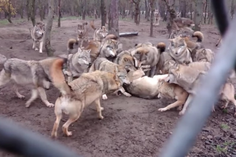 【動画】いじめられっ子だった人。あなたがもし「オオカミ」だったらこうなる