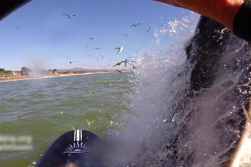 クジラが海から「バーン」の映像でここまで恐怖を覚えたものはない