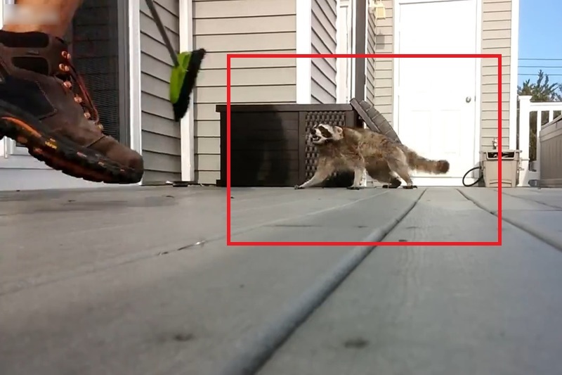 【動画】絶対に飼ってはいけない生物、「アライグマ」の怖さがよく分かる映像