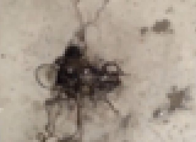 kako-83ZVMVj9U3EEHdIQ