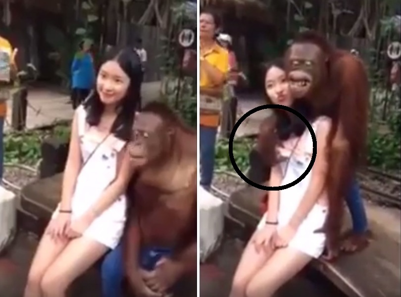 記念撮影でオランウータンにセクハラされまくってる女の子がエロい