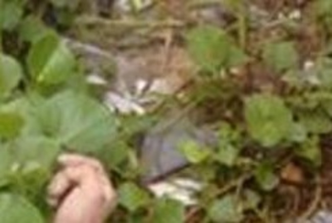 【閲覧注意】山の中で ”ありえない状態” の女性が発見される