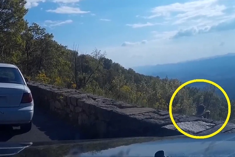 【動画】山の中をドライブ中「ここ景色綺麗そう」⇒ 思いっきりセ○クスしてるカップルがいて笑った
