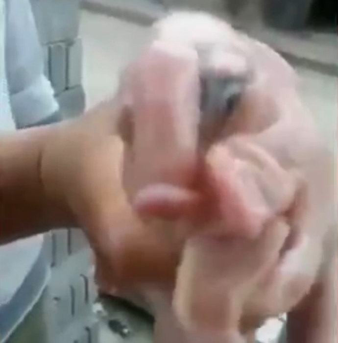 qlhrl2lat4ua8bn1473399187