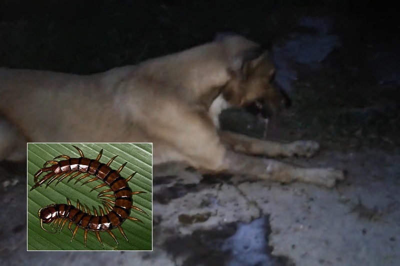 【動画】犬を絶対に「ムカデ」に噛ませてはいけない・・・最悪こうなる